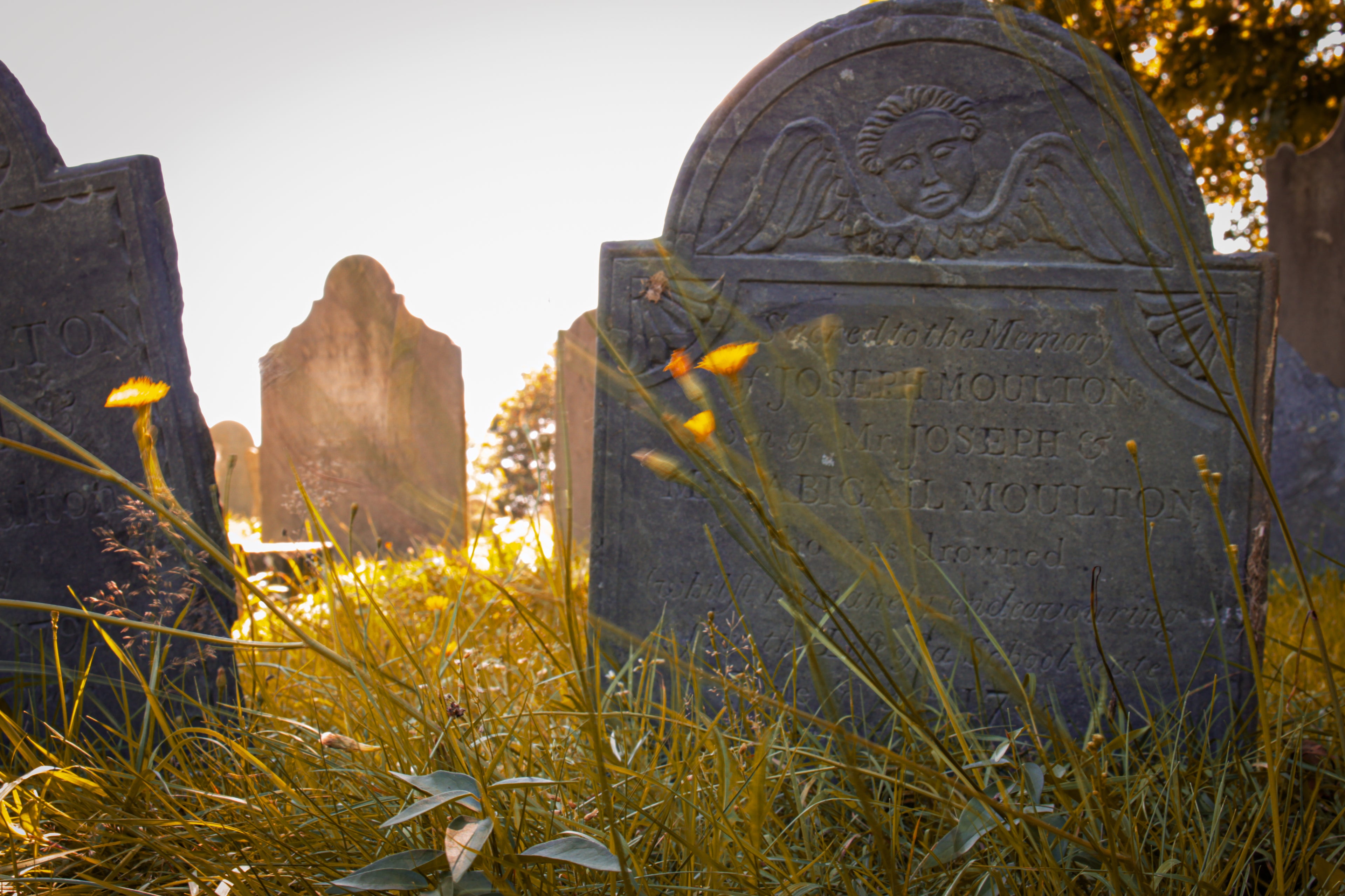 image of gravestones with golden light from the sun and wildflowers in the foreground